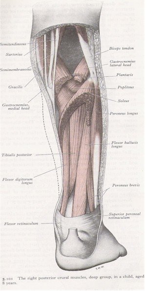 Muscles of the Leg - Posterior View (exploded)