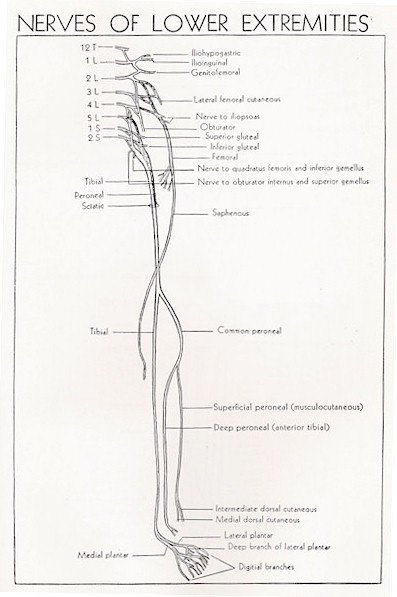 Nerves of the upper and lower leg | MyFootShop.com