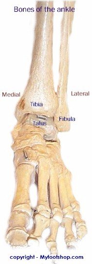 Bone AP Ankle Mod - Labeled