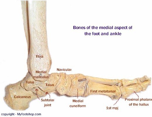 Bone Medial Mod - Labeled