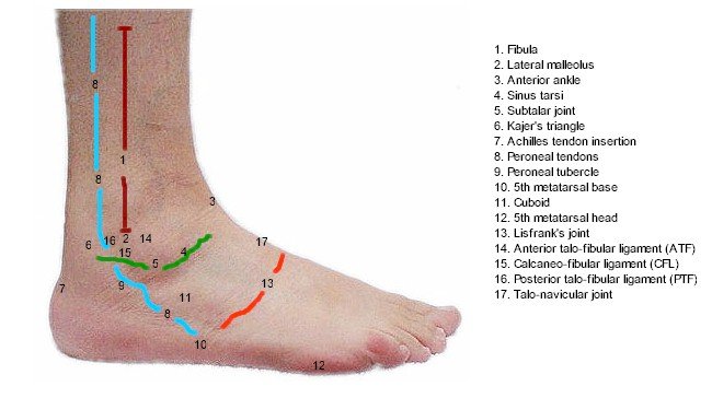 Lateral Foot Mod Topography - Labeled
