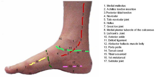 Medial Foot Mod Topography - Labeled